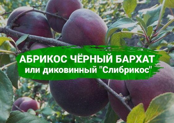 Абрикос черный бархат описание