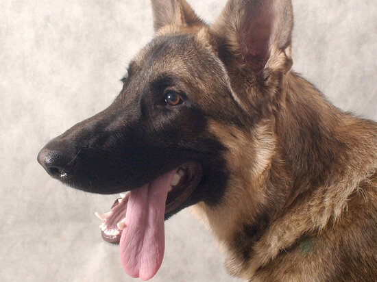   Михаил Ковалев