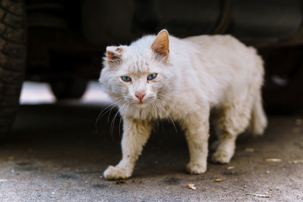 🐱Сколько живут домашние кошки, а сколько уличные: немного фактов и  статистики | Нос, хвост, лапы | Дзен