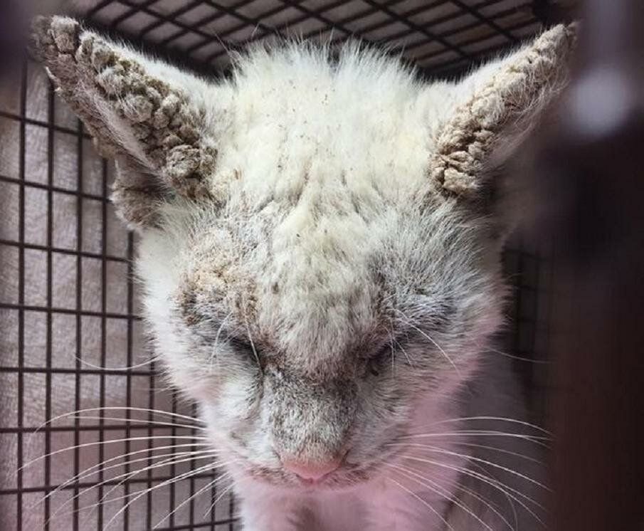 Кошка. Источник фото: https: //fb.ru/post/pets/2017/9/12/11604