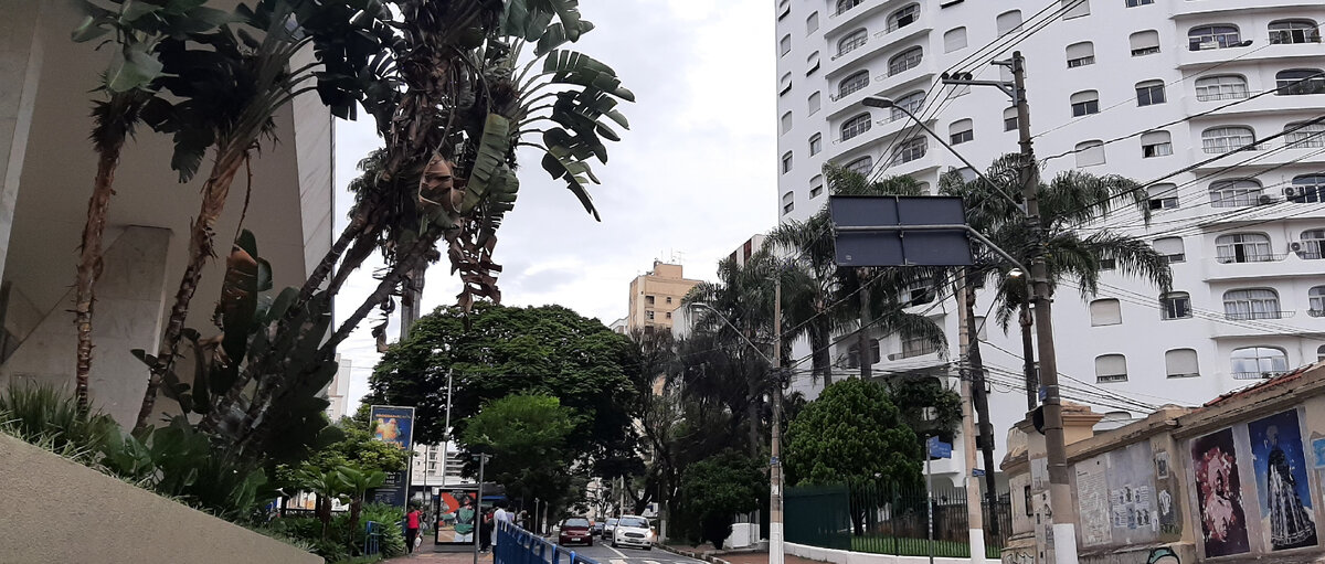 Улица Кампинаса (города, где живу, Это в штате Сан-Паулу). Я тоже, получается, паулиста.