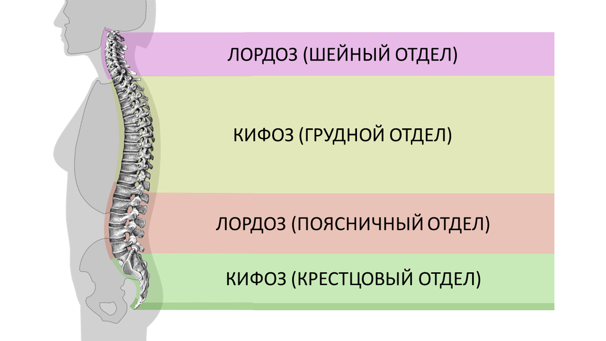 Установите последовательность расположения отделов позвоночника Неочевидные последствия плохой осанки Аптеки Вита Дзен