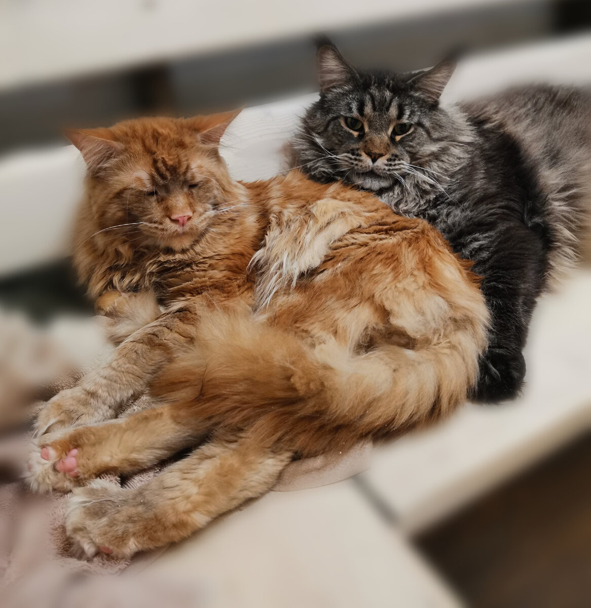 Мейн кун и человек