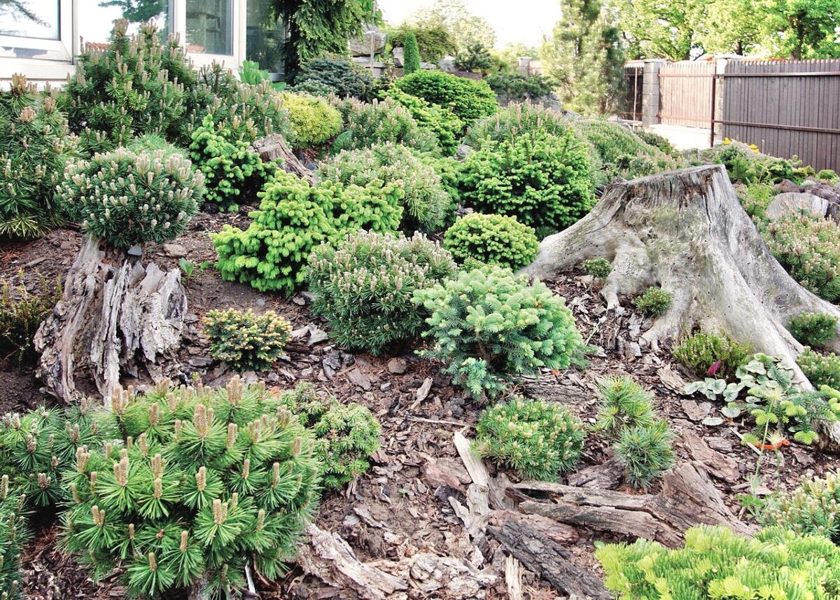 Альпинарий с хвойниками (фото pro-dachnikov.ru)