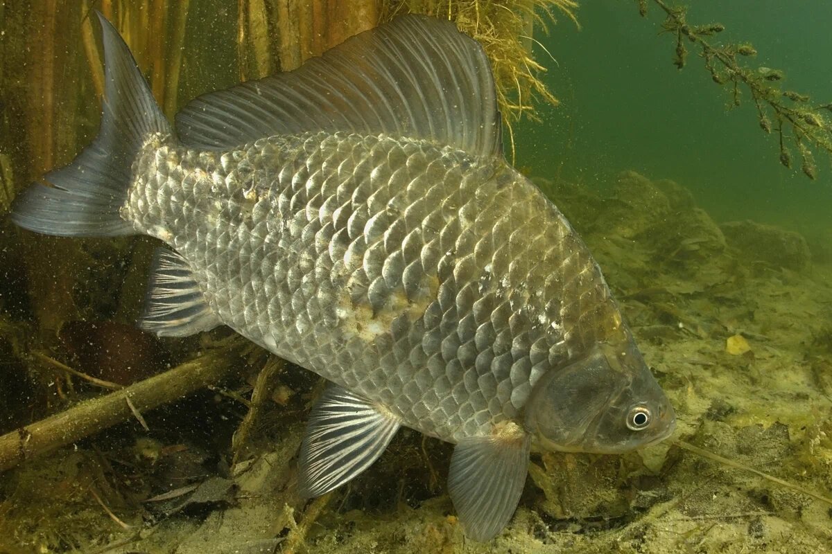 Carassius auratus серебряный карась