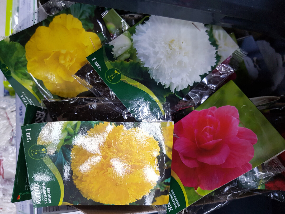 бегония в фикс прайс