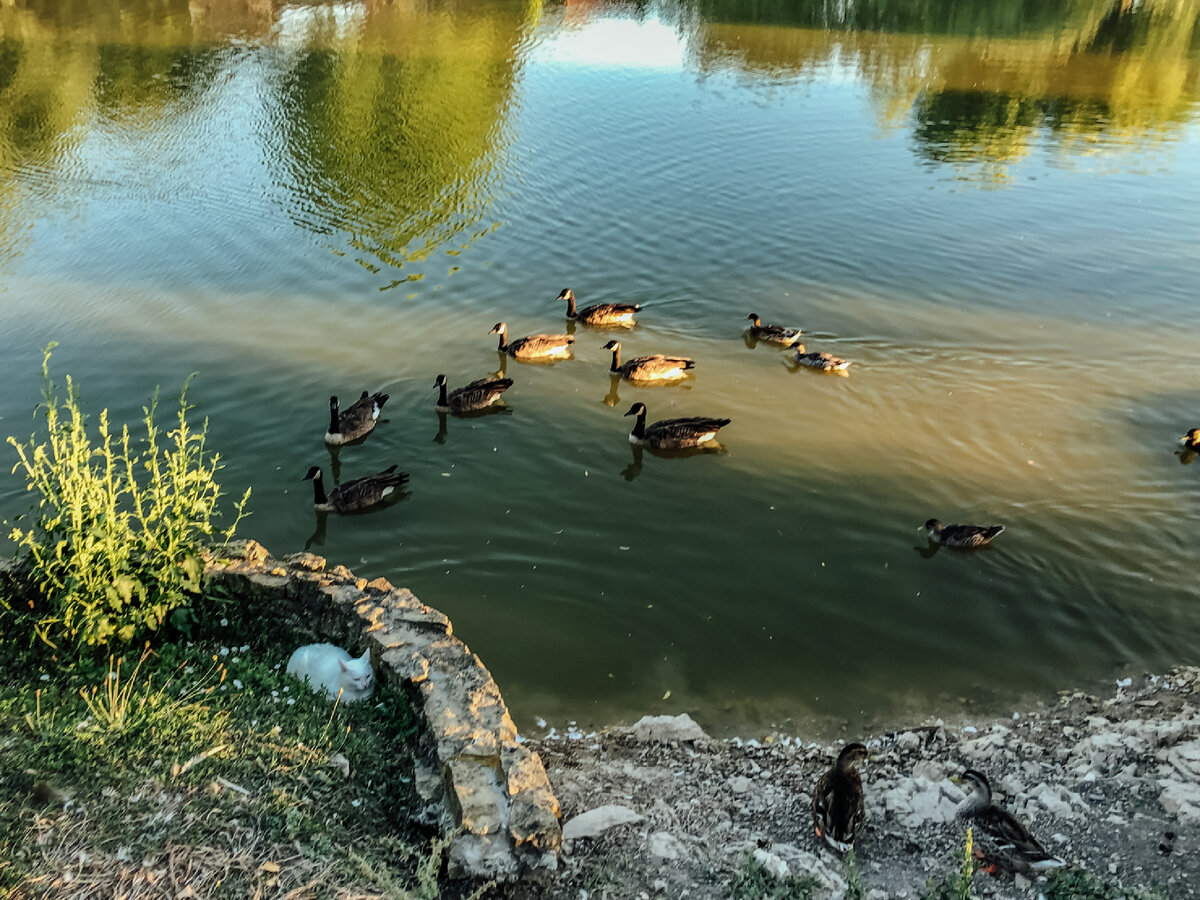 Можно кормить лебедей хлебом. Корм для водоплавающих птиц. Чем кормить водоплавающих уток.