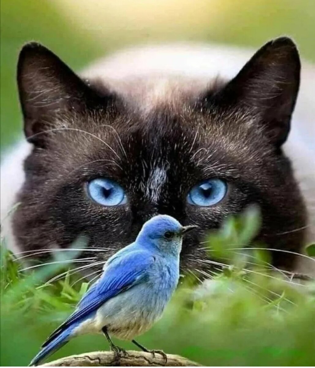 Кошкам про птичек. Кошка и птица. Котик и птичка. Птички для кошек. Самые милые животные.