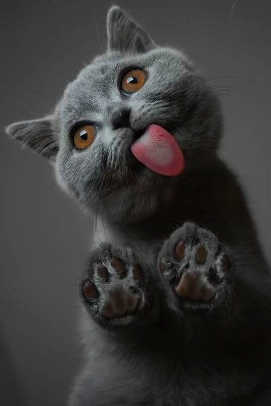 Фото заимствовано с сайта https://ru.pinterest.com/