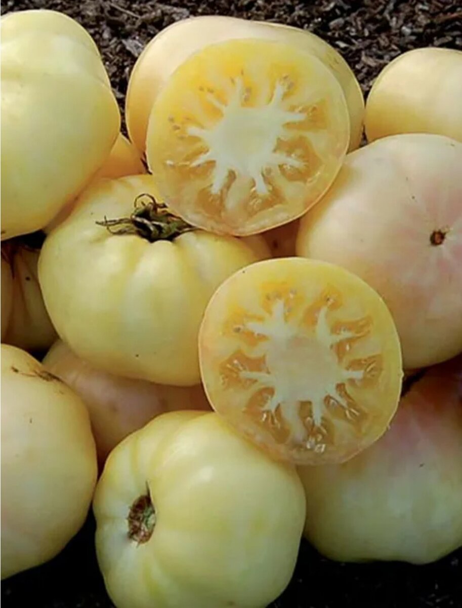 Лебединая песня фото из интернета