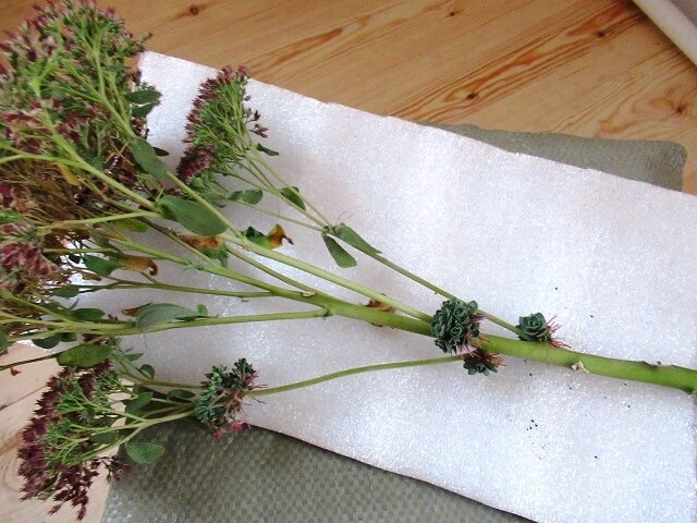 на ветке появляются детки с корешками, фото автора