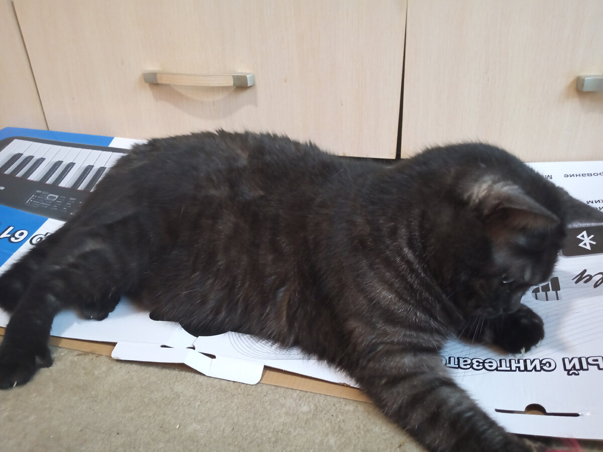 Багир. Герой рассказа.