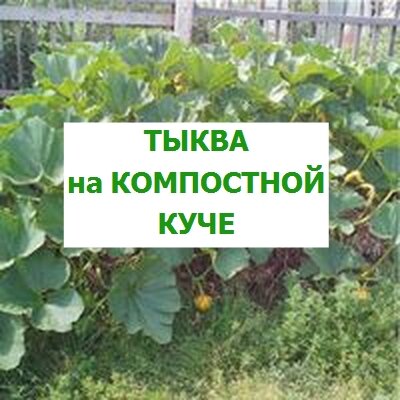 тыква на компостной куче