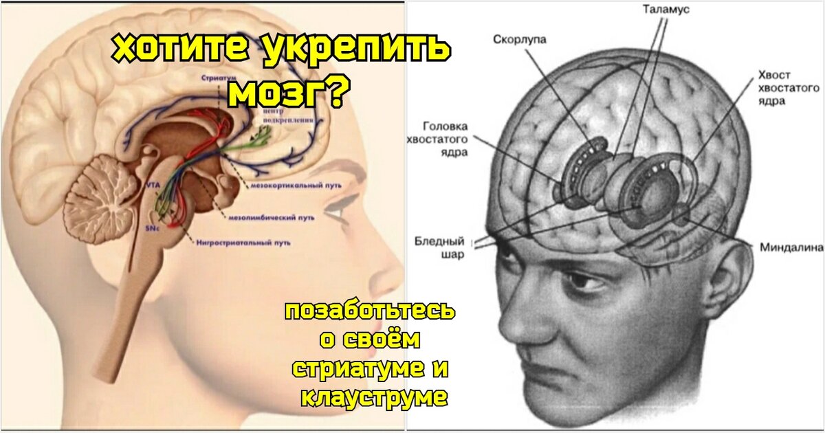 Мозг деградирует, когда кровь не может течь в его базальные ядра. Как ...