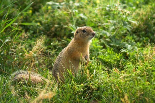    Почему рано проснулись суслики?