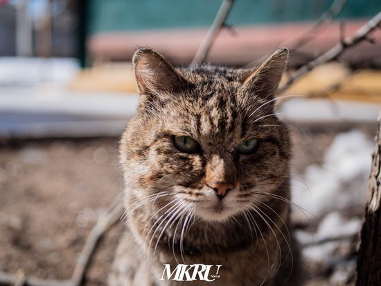   МК в Чите