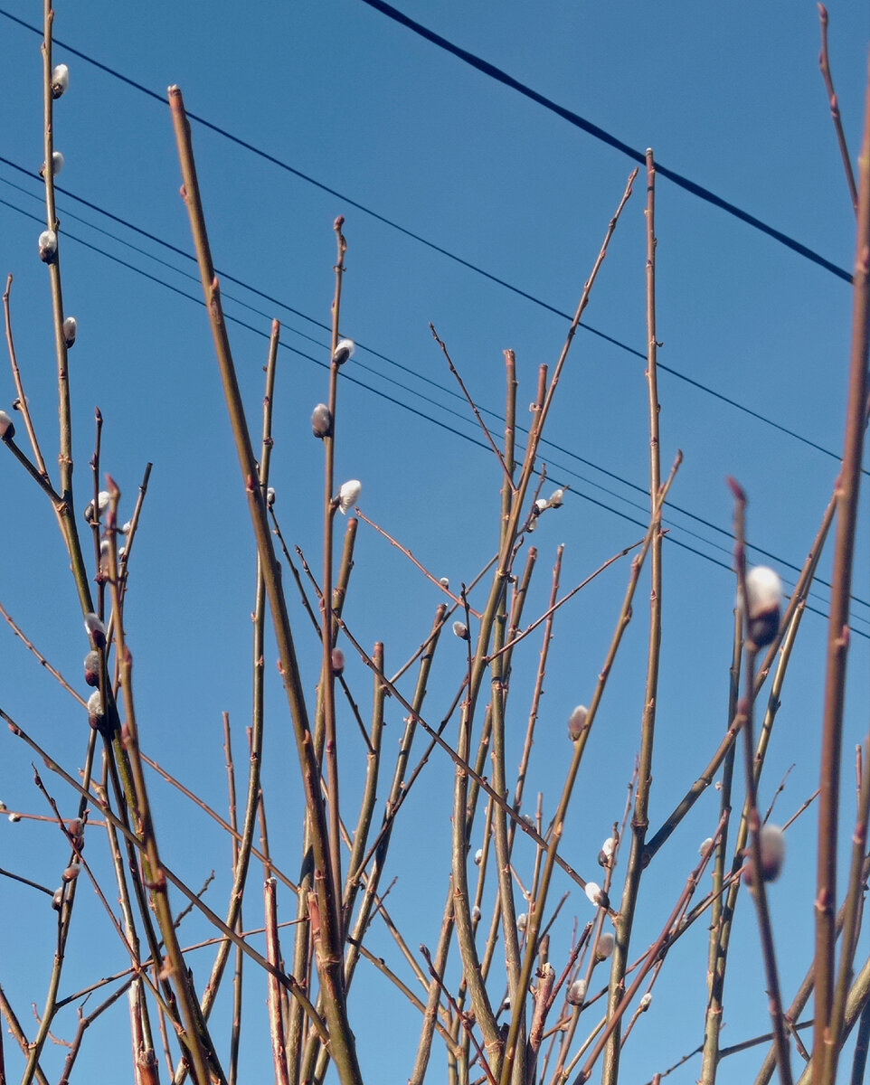 Вербу я посадила пять лет назад,разрослась