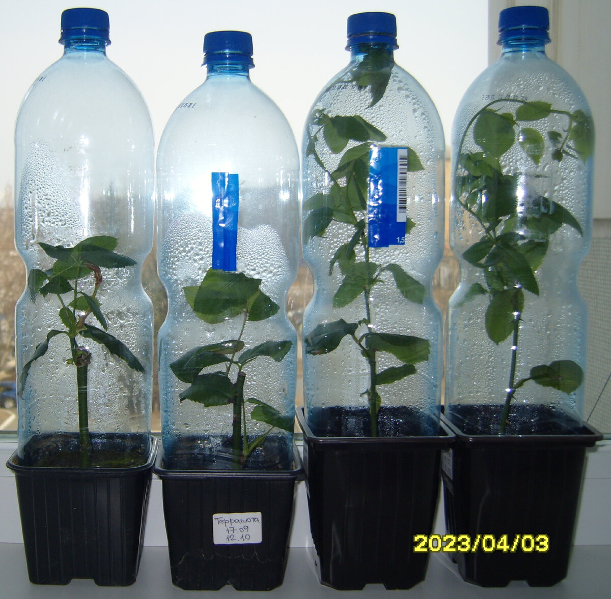 Зимующие в квартире черенки роз из 2-го ряда по состоянию на 3 апреля