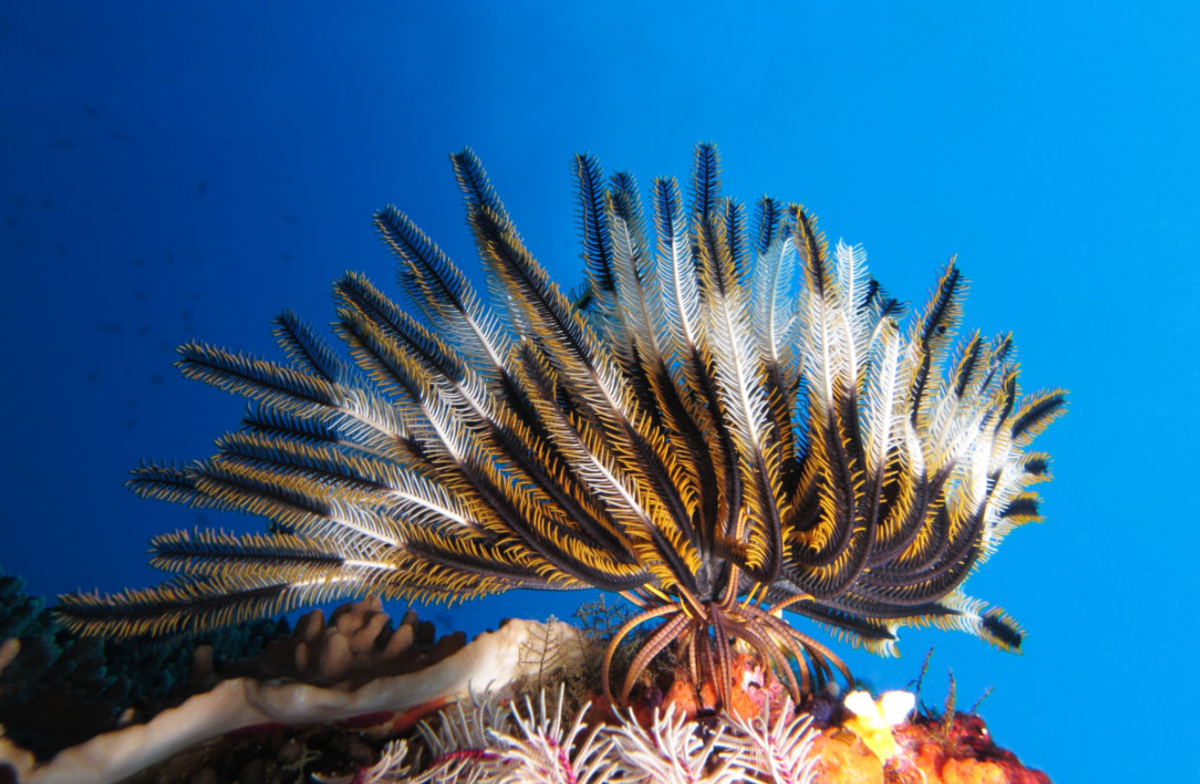 Морская лилия. Криноидея морская Лилия. Crinoidea морские лилии. Иглокожие морская Лилия. Морская Лилия Ордовик