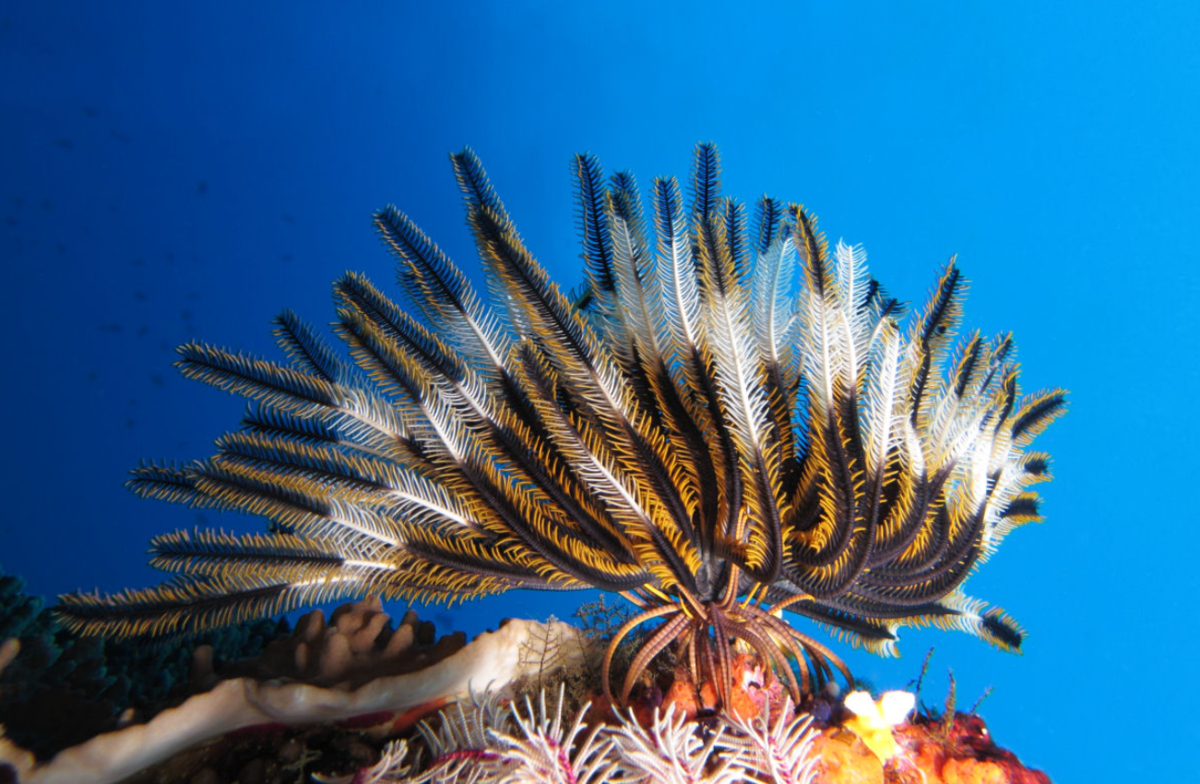 Морская лилия фото. Криноидея морская Лилия. Crinoidea морские лилии. Иглокожие морская Лилия. Морская Лилия Ордовик.