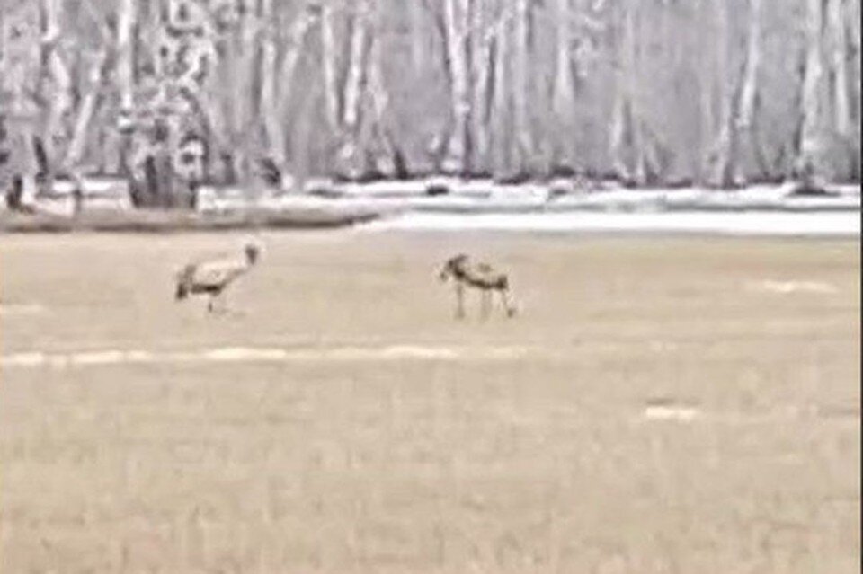     Журавли в заказнике "Юдинский". Фото: скриншот из видео