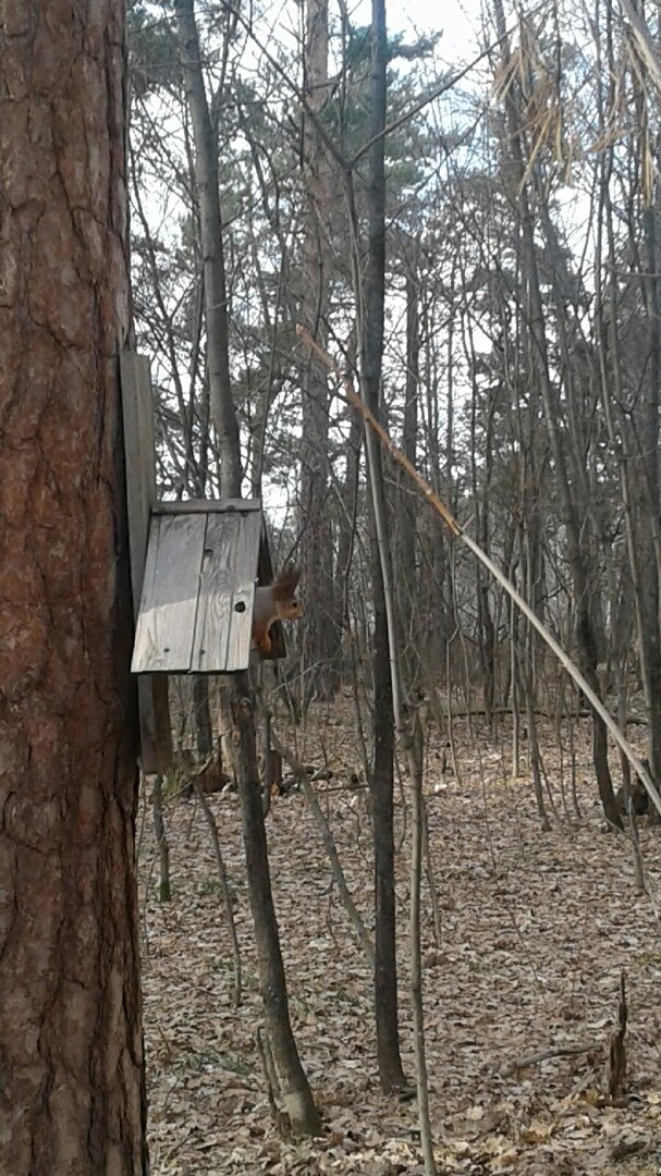 26.03.2023. Вот и белочка пришла)