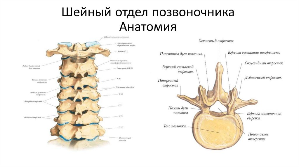 СИСТЕМА СОЕДИНЕНИЯ КОСТЕЙ