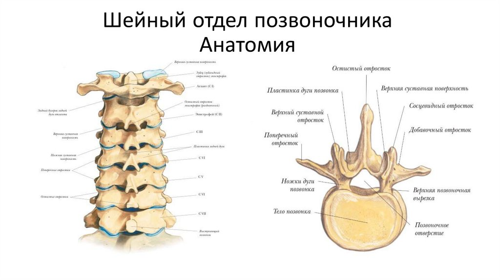 Позвоночник шейный отдел кости. Строение позвонков шейного отдела. Позвоночник шейный отдел вид сбоку. 4 Шейный позвонок сбоку.