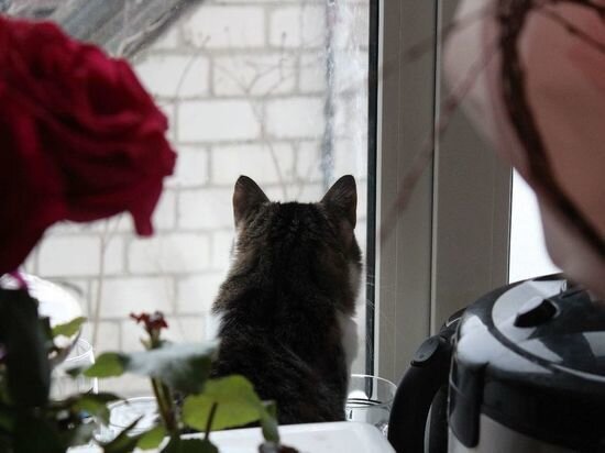     Фото: Василий Осипов/«МК в Черноземье»