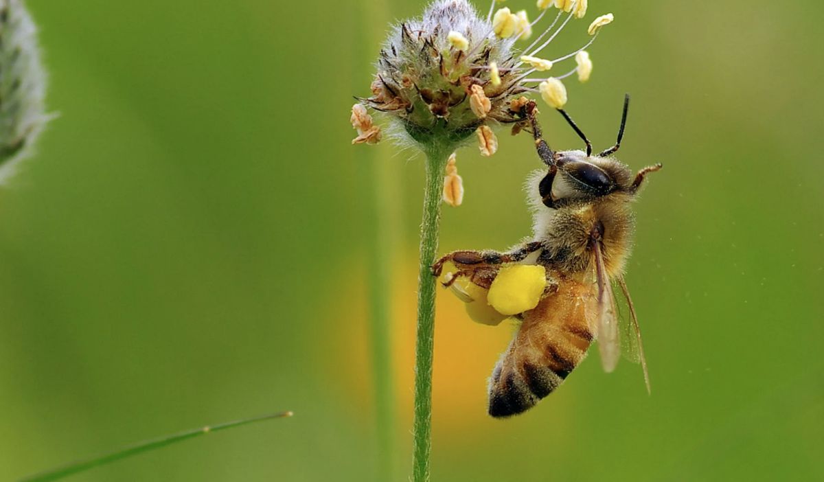 Пчелки медоносы. Выскочка толковый словарь. С заскоком и пыльцой в голове. Пчела с нектаром. Объясните выражение покупатель король.