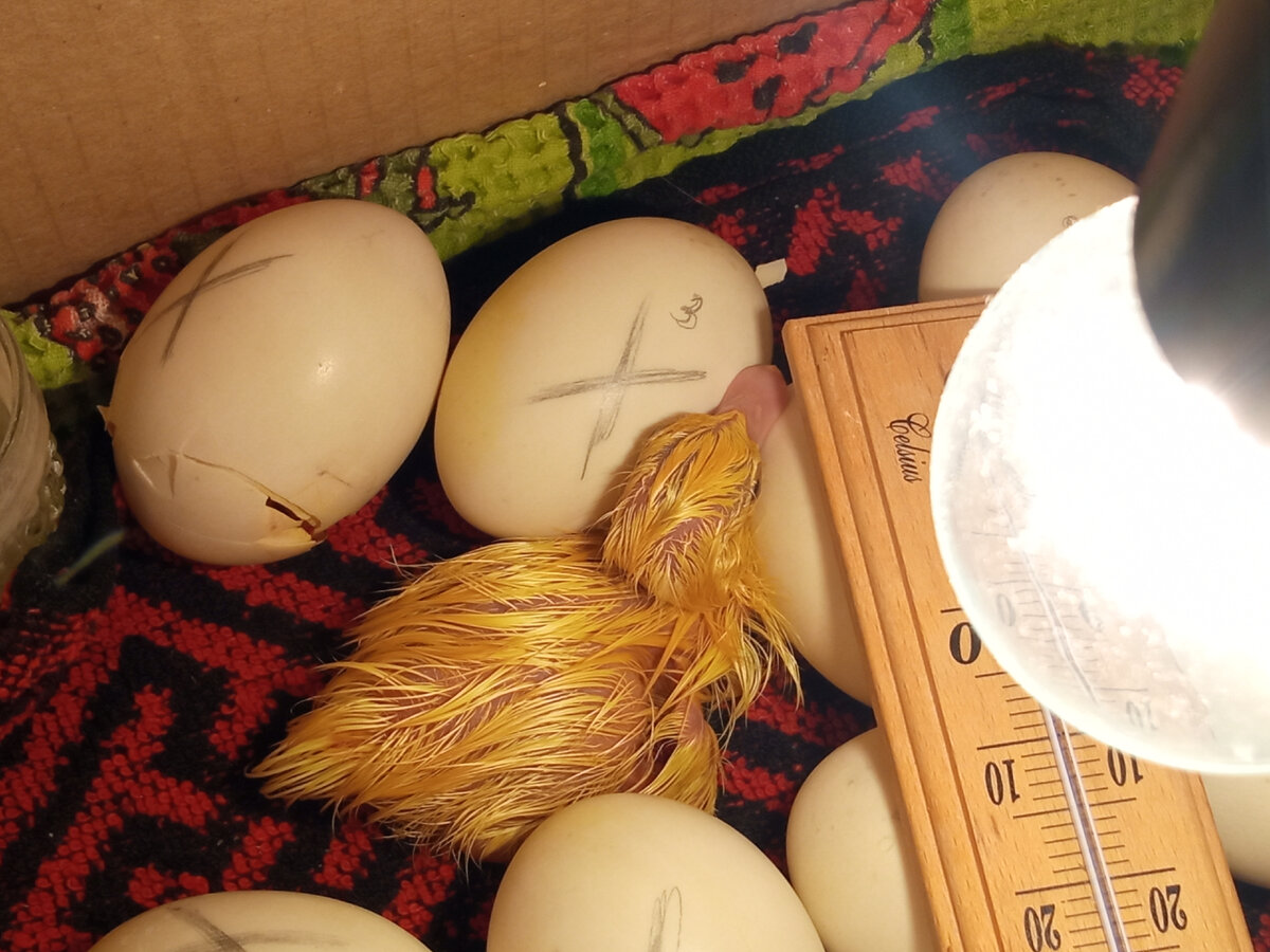 Первый мускусный утёнок вылупился сегодня в моей картонной коробке под лампочкой! Ура! Ура! Ура! 34 день инкубации. Будем ждать следующих утят. Хочется, чтобы все вылупились. Интересно, через сколько времени появится второй утёнок? А то первый утёнок будет скучать один в ожидании следующих утят. Друзья, порадуйтесь вместе со мной! Мои труды не пропали даром. Утёнок вылупился. 