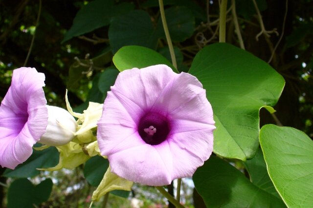    Гавайская роза. Фото: Flickr.com/ Scott Zona