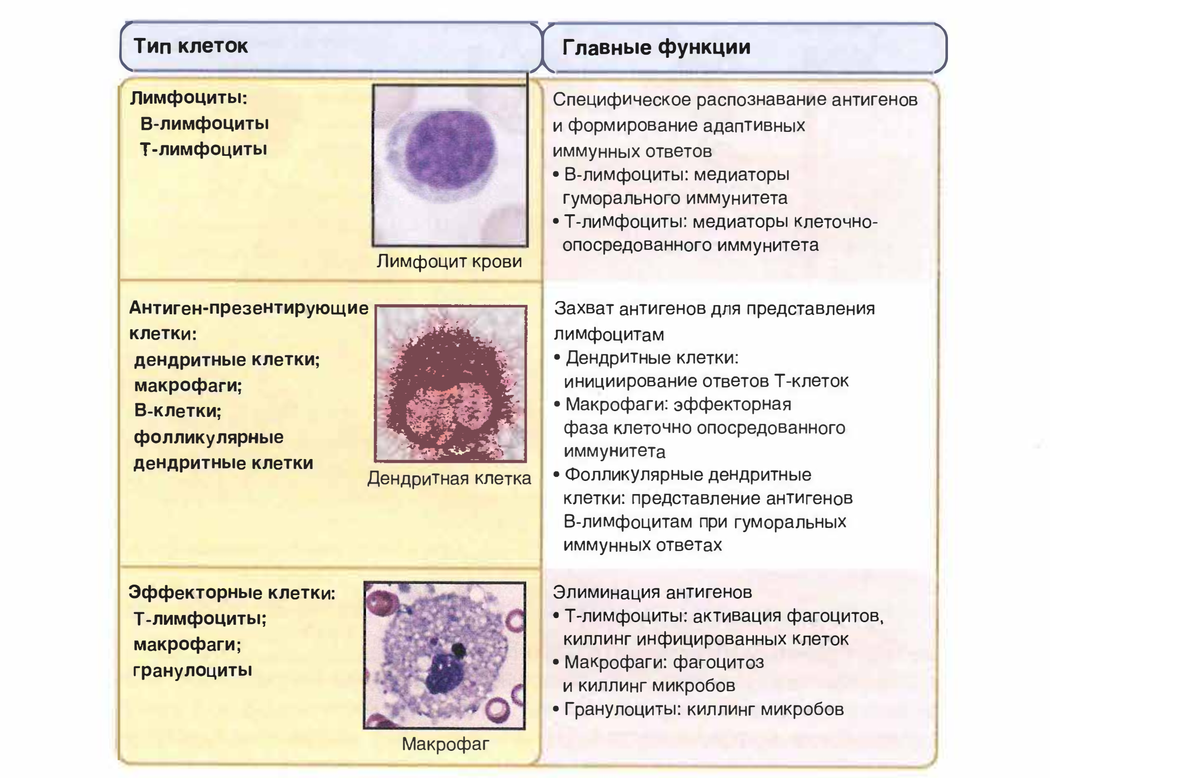 Источник: книга "Основы иммунологии" авторов Абула К. Аббас, Эндрю Г. Лихтмана и Шива Пиллаи