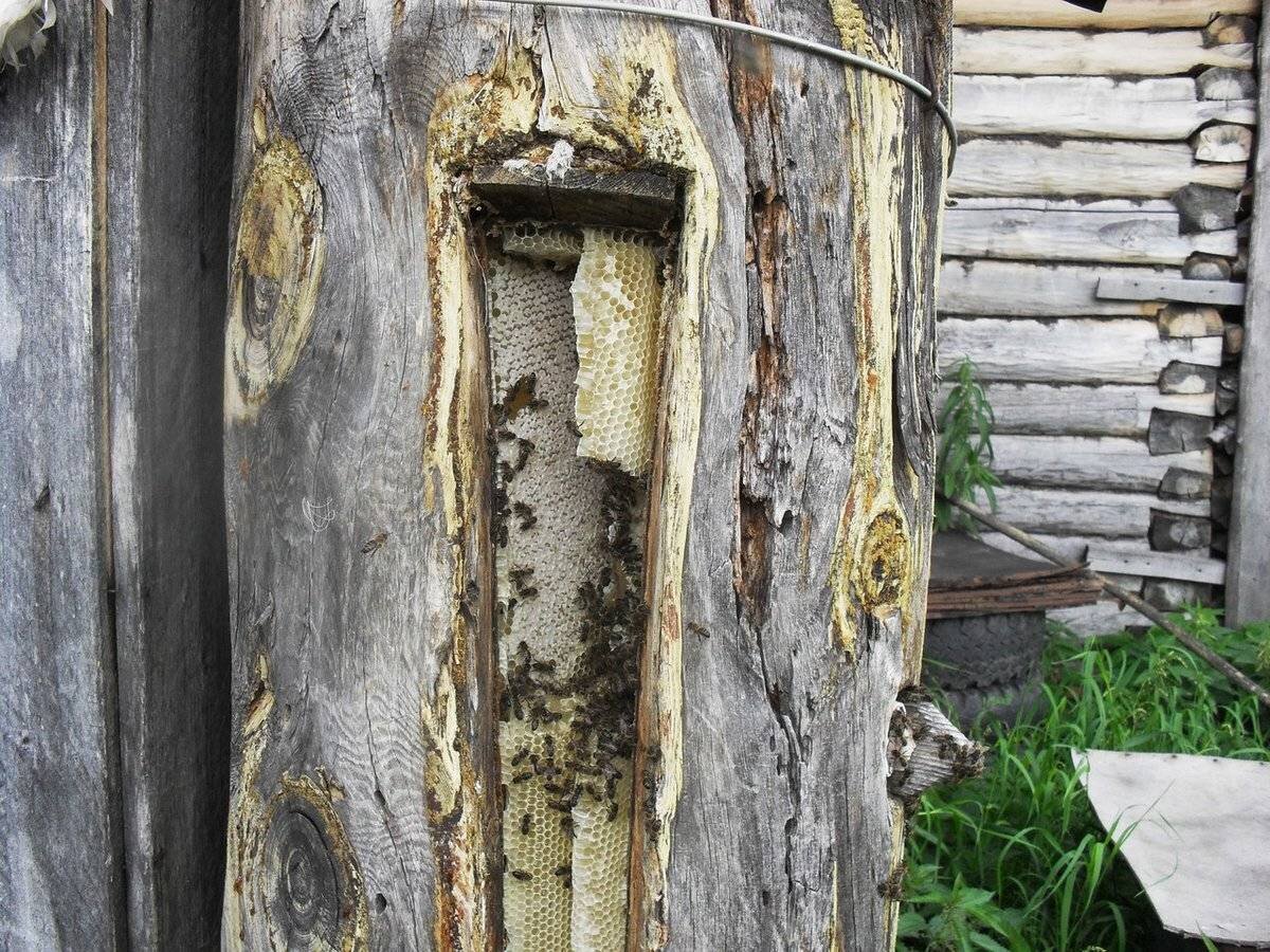 Искусственная борть.