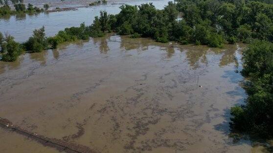    В Новой Каховке заявили о гибели тысяч животных из-за затопления национального парка Анастасия Романова