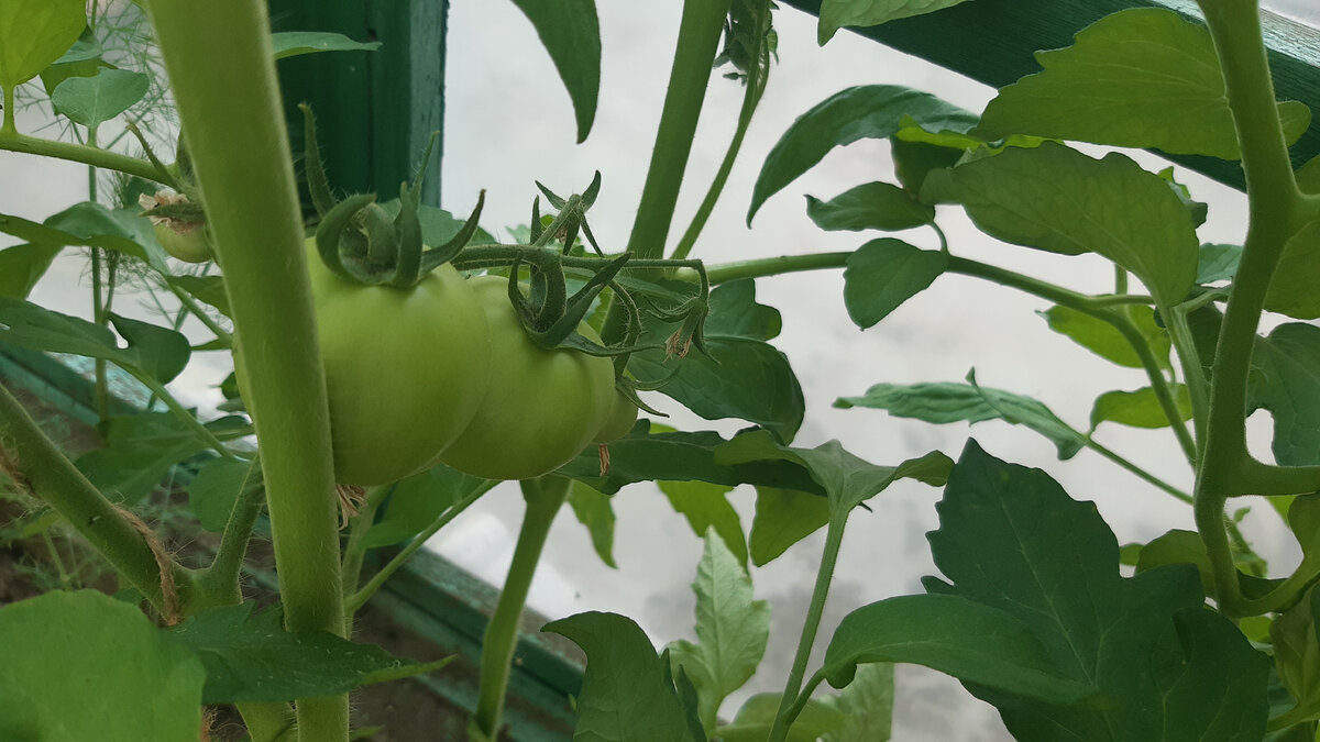 Наши томаты