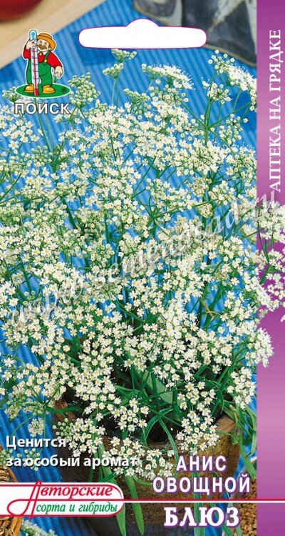 Анис - холодостойкое растение. 