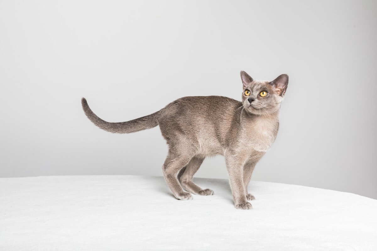     Самые удобные кошки для квартиры: 10 пород, которые не доставят вам хлопот