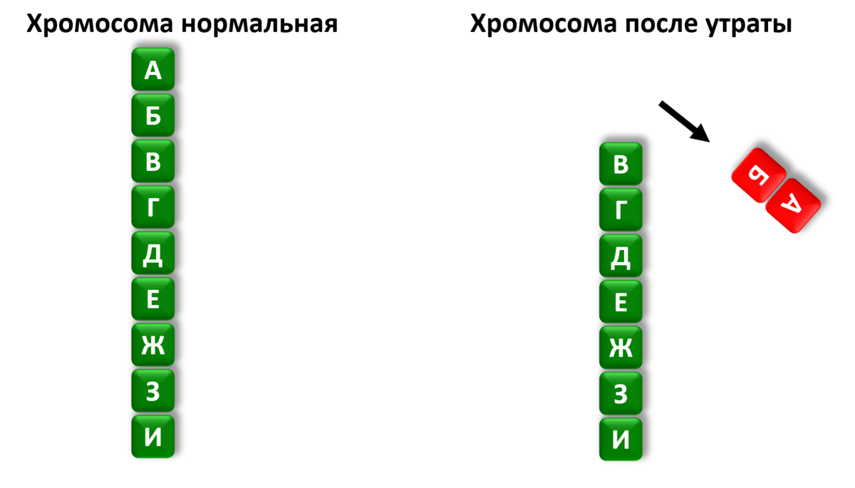 Напоминаю: по величине изменённой генетической информации мутации делятся на точковые, хромосомные и геномные.-2