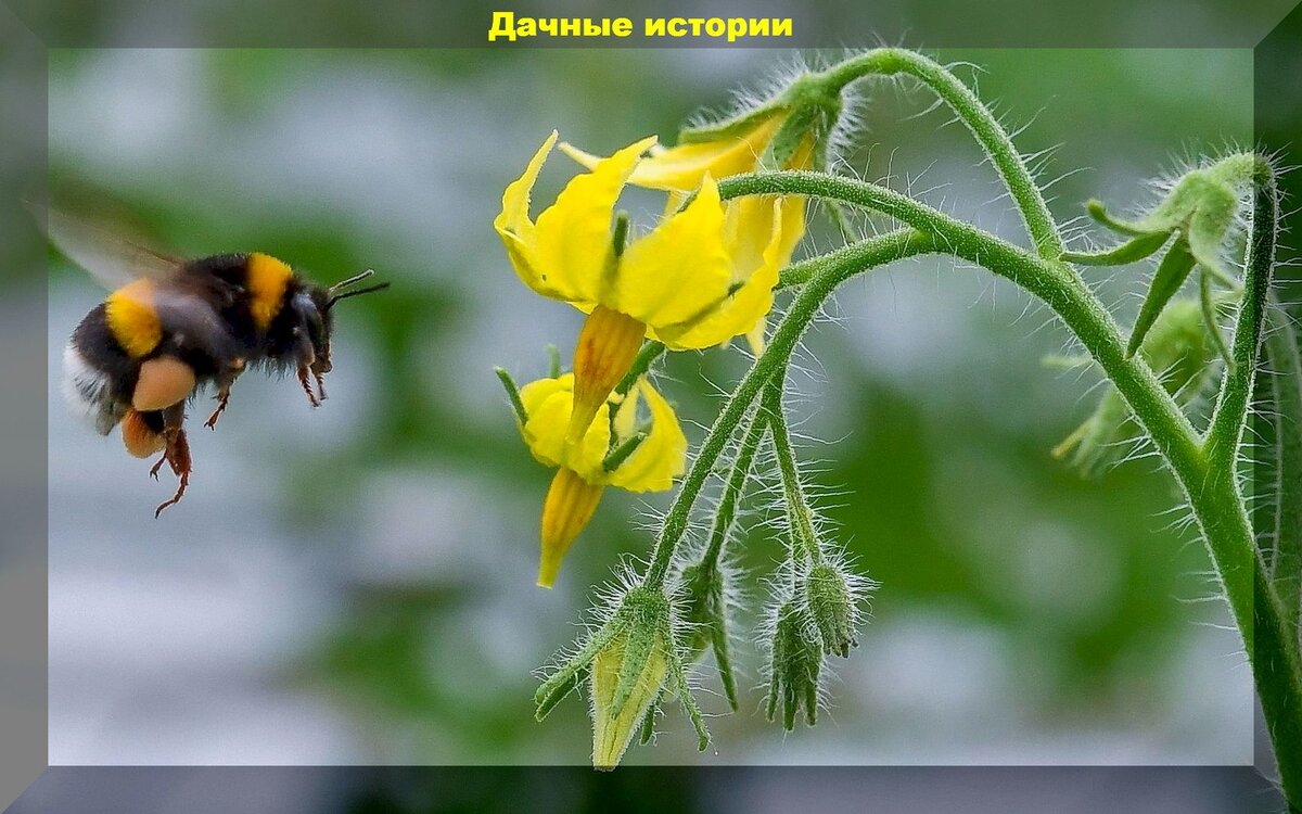 https://vk.com/photo-159774511_457248035
