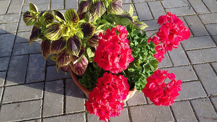 Пеларгония в паре с колеусом. Фото автора