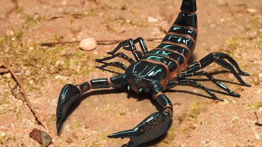 Scorpion 17