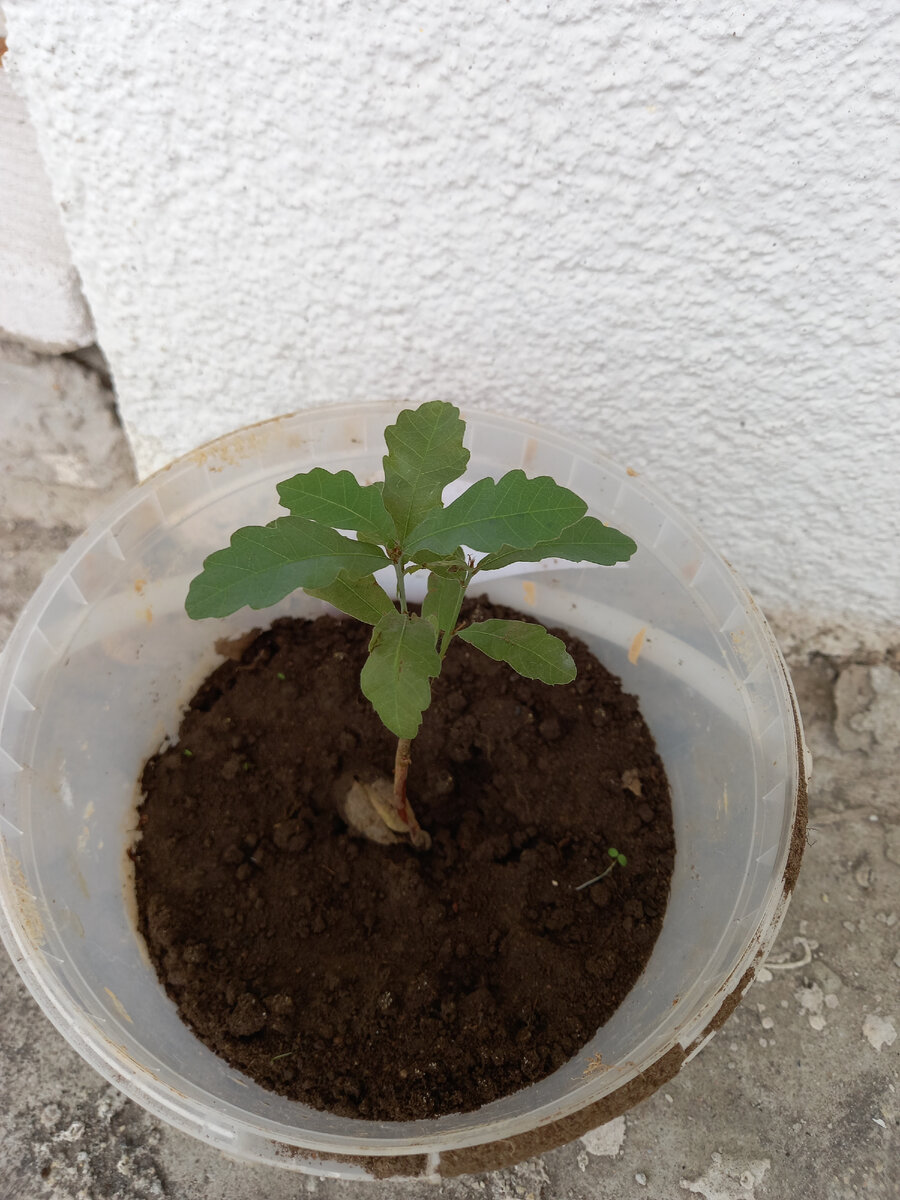 Дубок. Из грядки выдрала и пожалела выбрасывать. Бонсай наверно сделаю) бабушка моего бывшего любила (потому что я его любила) и называла "дубочек наш" - за крепенькое телосложение, надеюсь) 