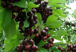 Ещё в прошлом веке дачники северо-западной части страны не могли выращивать многие плодовые культуры. Такие растения нуждаются в тепле и свете, проходя длинный период вегетации. Но благодаря работе селекционеров были выведены сорта деревьев, подходящие для российских условий. Одним из представителей работы ученых считается черешня Ленинградская черная, которая уже получила достаточное распространение за счет своей высокой адаптивности и выносливости. Выращивание ягодной культуры имеет свои особенности, зная которые можно получать хорошие урожаи ежегодно.