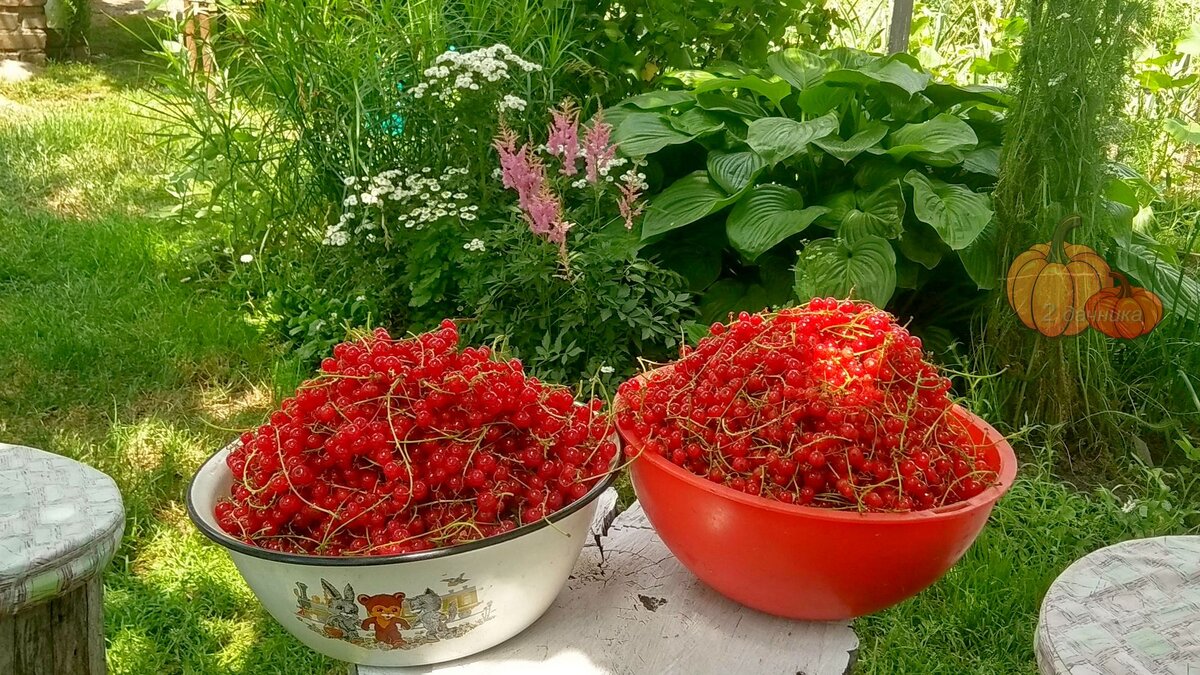 2 миски ягод = 1 — 10 литровому ведру.