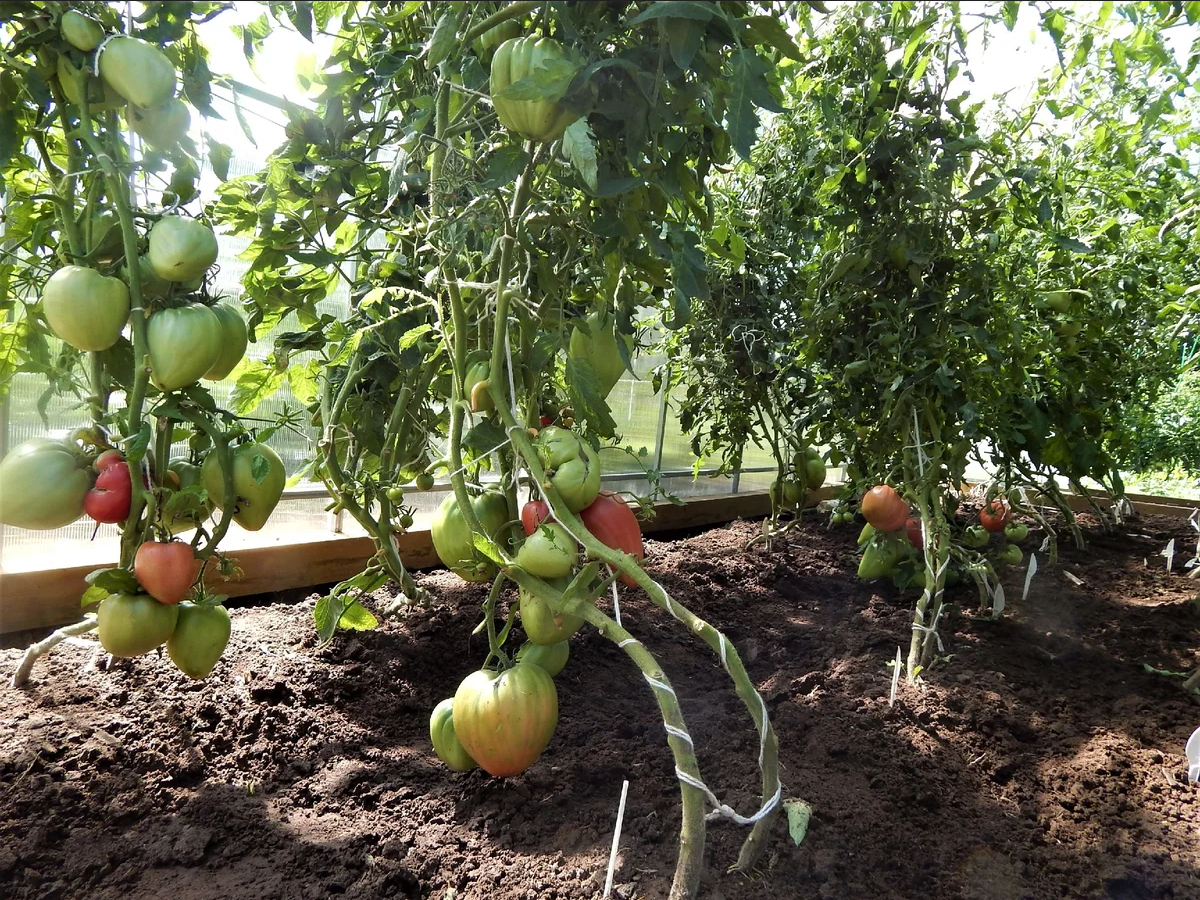 Как правильно ухаживать за помидорами. Томаты в теплице в июле. Урожай томатов в теплице. Низкорослые томаты в теплице. Парник для томатов.