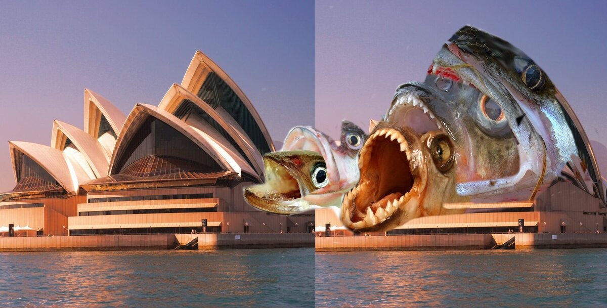 Сиднейская опера и рыбы, проглатывающие друг друга.