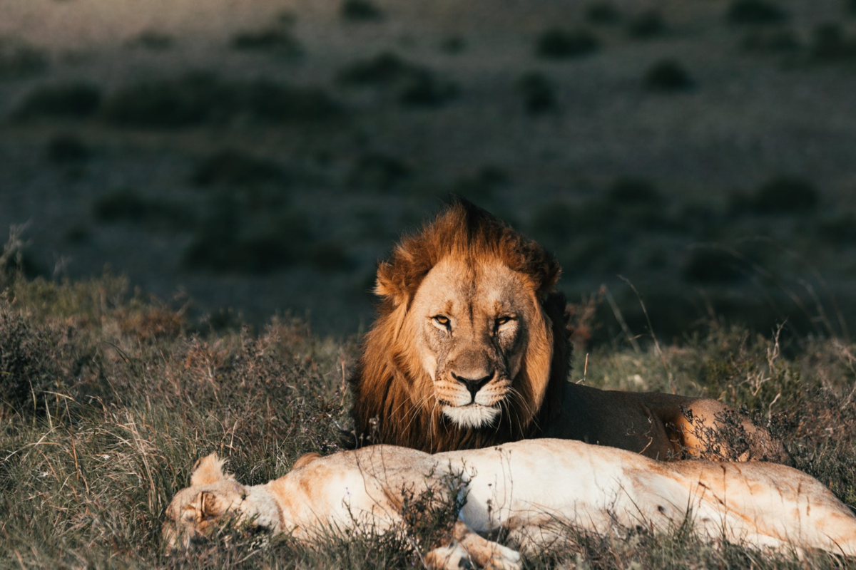 Случае лев. Харовские львы. Лев динамика. Lion Love. Information about Lions