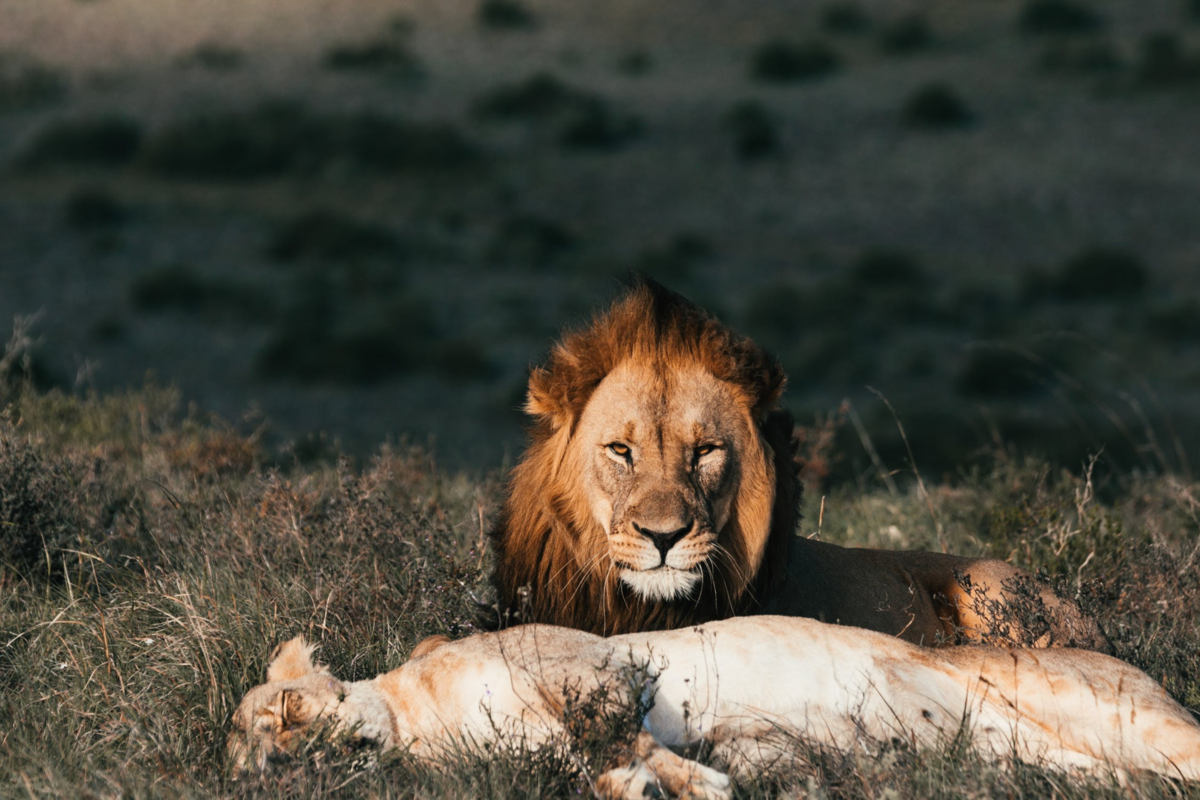 Случае лев. Харовские львы. Лев динамика. Lion Love. Information about Lions.