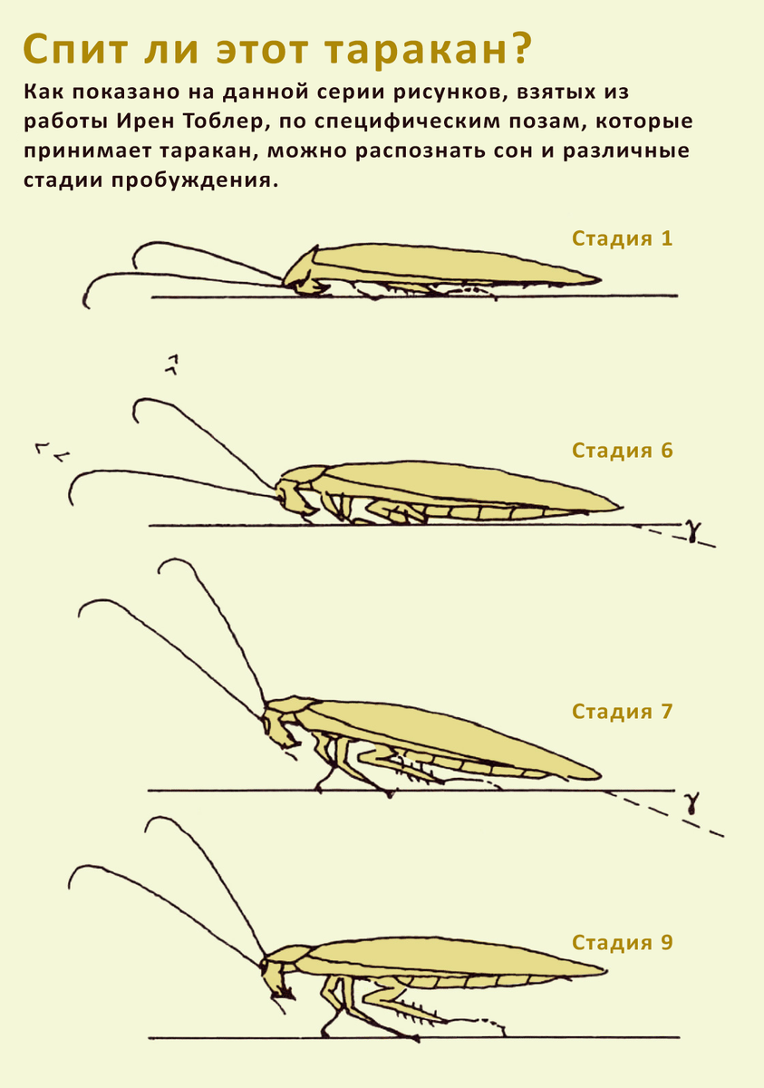Рисунок — Irene Tobler. Via Quanta Magazine.